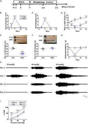 The Ventrolateral Periaqueductal Gray Contributes to Depressive-Like Behaviors in Recovery of Inflammatory Bowel Disease Rat Model